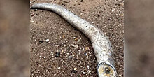 В Англии  нашли морскую миногу, похожую на гигантского червя из «Дюны»