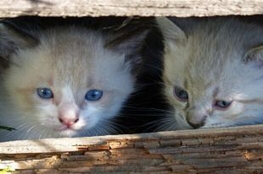 В Березниках кошку с котятами замуровали в подвале дома и травят хлоркой