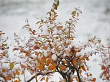 Много зелени и чистый воздух. В Москве лидером по числу высаженных деревьев стал Гагаринский район