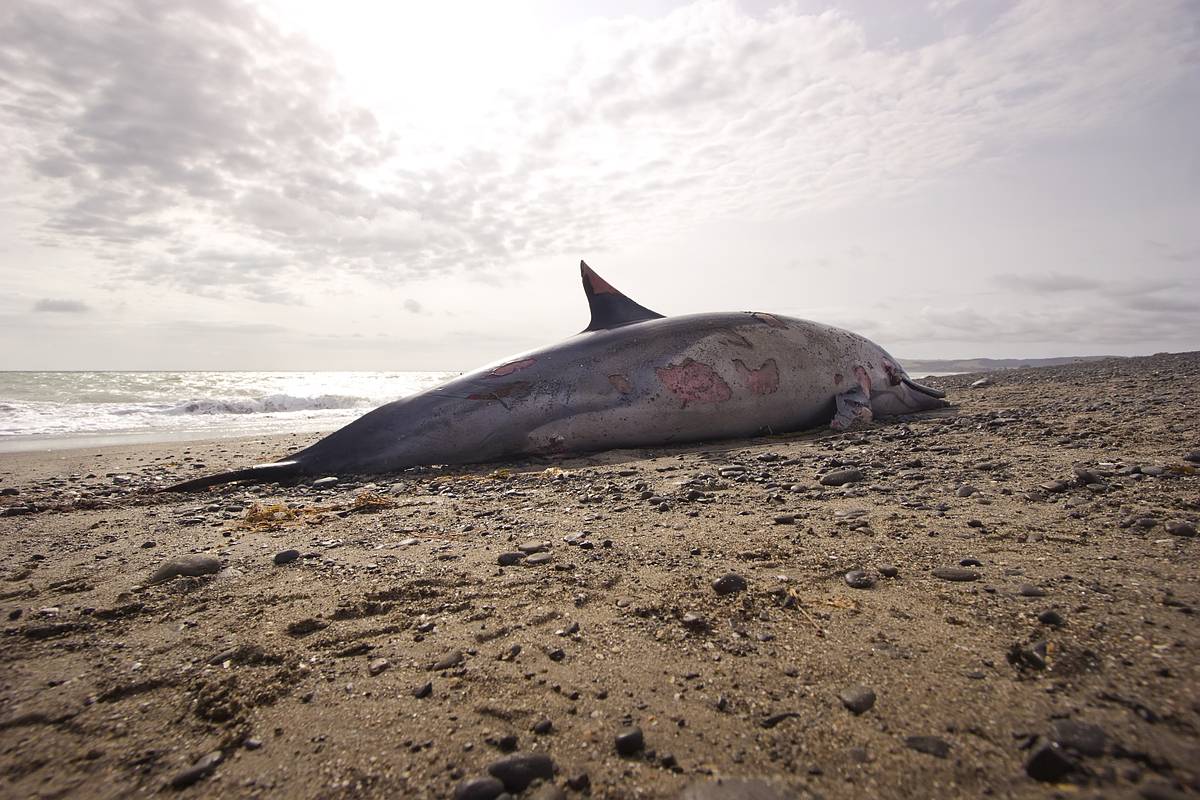Выброс дельфинов на берег Черного моря объяснили