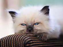 Какие кошки самые капризные