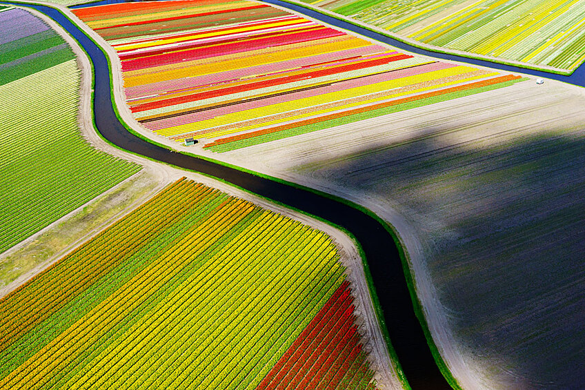 Поле тюльпанов в Нидерландах.