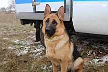 В Приморье служебная собака спасла потерявшихся грибников