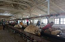 В Ставропольском крае проконтролирован экспорт 1693 тонн шерсти в Китай
