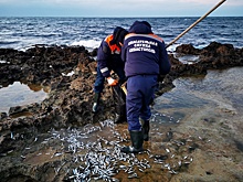 Стоит ли запрещать вылов морепродуктов в Черном море после катастрофы
