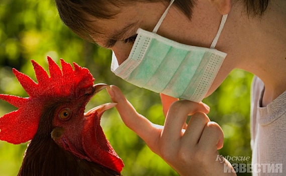 В двух районах Курской области ввели карантин из-за вспышки птичьего гриппа