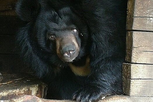 Одноглазая медведица Даша переехала в нижегородский «Лимпопо»
