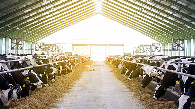 В Египте стартовала общенациональная кампания по поддержке фермеров