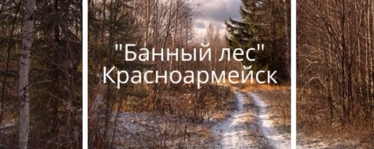 В Пушкине 20 ноября обсудят благоустройство Банного леса