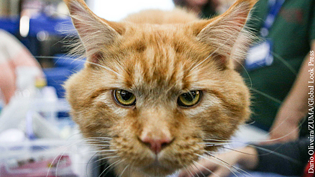 Ученые объяснили увеличение продолжительности жизни котов