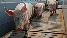 Россия запретила поставки свинины из Чехии