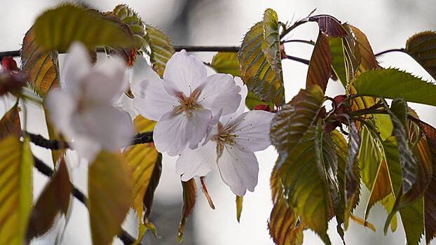 Россияне массово оформляют визы в Японию, чтобы успеть на сезон цветения сакуры