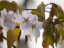 Россияне массово оформляют визы в Японию, чтобы успеть на сезон цветения сакуры