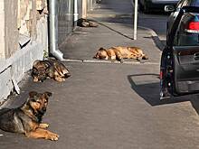 Кинолог назвал способы защиты детей от нападения бродячих собак