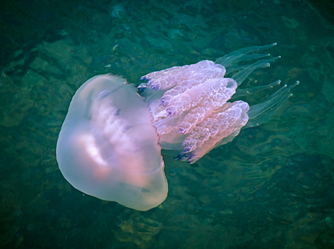 Так ли опасен ожог медузы и что с ним делать