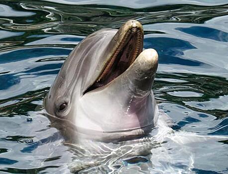 На берегу Черного моря в Новороссийске обнаружены несколько тел мертвых дельфинов