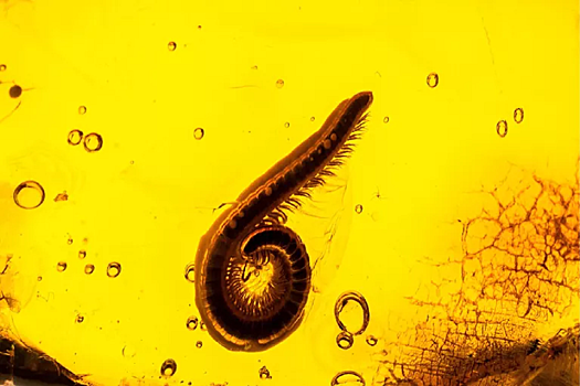 Ученые обнаружили в янтаре личинку древнего комара