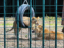 Тигренка и леопарда выхаживают в парке-приюте "Земля прайда"