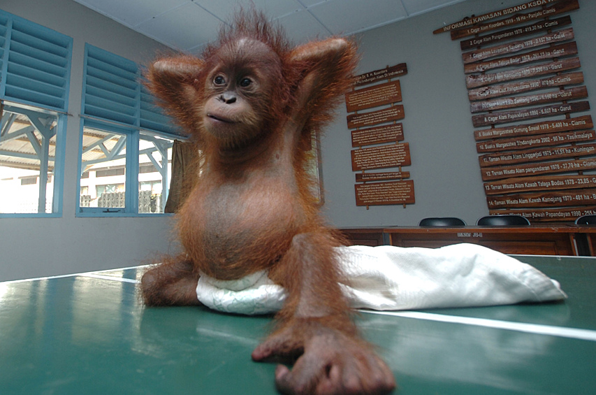 Детеныш орангутана, изъятый у контрабандистов в Индонезии
