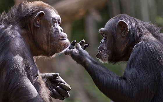 Эволюция понимания