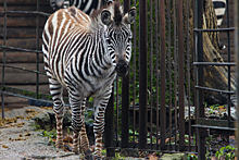 Директор Калининградского зоопарка предупредила об опасных особенностях зебр