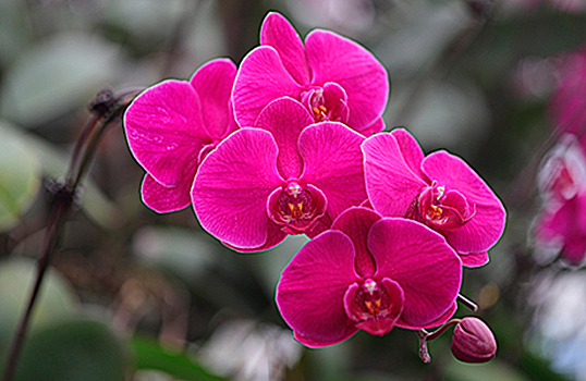 Холодное московское лето понравилось подмосковным орхидеям