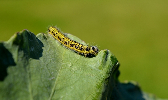 Волгоградский биолог рассказала, как бороться с гусеницами на грядках