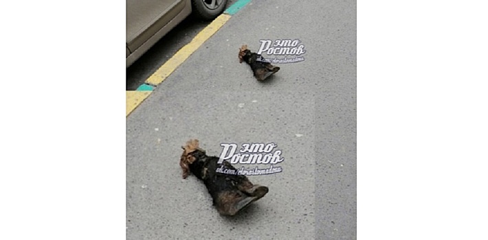 &laquo;Год Быка закончился&raquo;: ростовчане на Темернике нашли &laquo;отброшенное&raquo; копыто