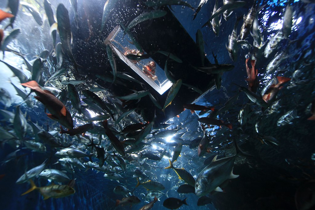 Океанариум Siam Ocean World, ТЦ Siam Paragon, Бангкок, Таиланд, Азия