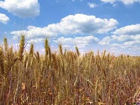 Экспортные цены на пшеницу будут расти на фоне снижающихся темпов экспорта