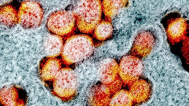 Ученые нашли «слабое место» коронавируса