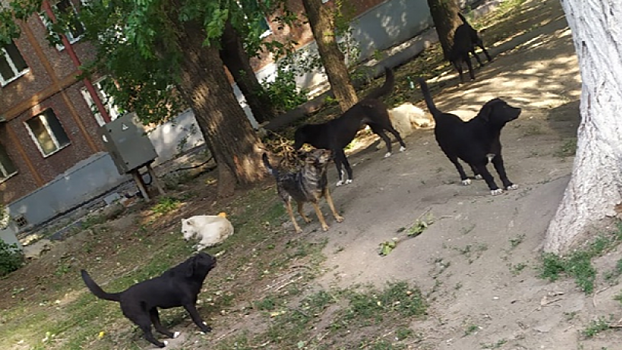 Очевидец рассказал о стае собак, кидающихся на детей в Заводском районе