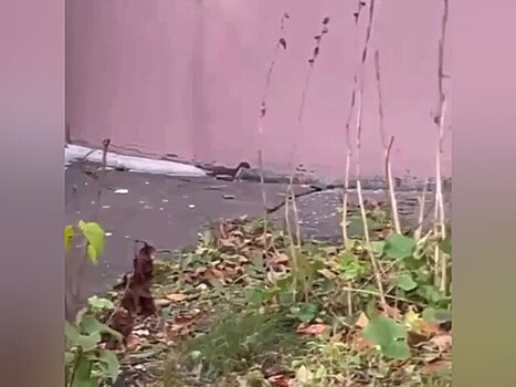 Биолог рассказал, почему опасно трогать диких ласок в Москве