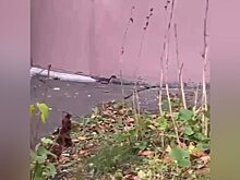 Биолог рассказал, почему опасно трогать диких ласок в Москве