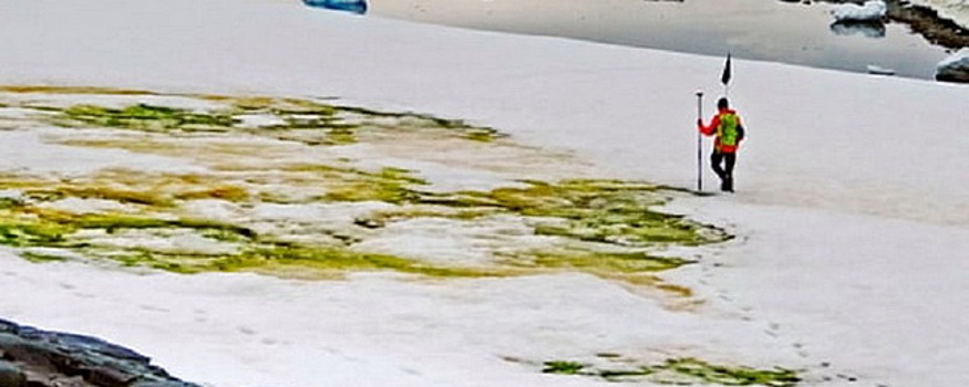 Ученые отметили, что в Антарктиде стало больше необычного зеленого снега