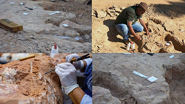 В Бразилии найдены окаменелости, возраст которых может составлять 75 млн лет