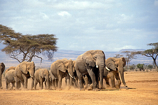 Президент Ботсваны пригрозил отправить в ФРГ 20 тысяч слонов из-за ограничений