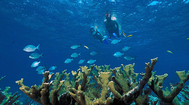 У побережья Австралии обнаружили «небоскреб» из кораллов