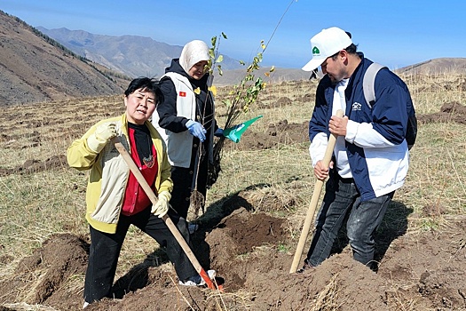 В ущелье под столицей Кыргызстана высадили 14 тысяч деревьев