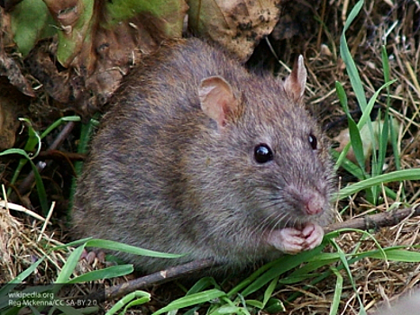 Ученые догадались, как смеются крысы