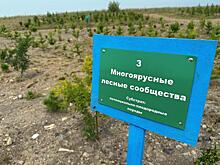 Новый метод рекультивации горных отвалов с поглощением углеродного следа  успешно испытали на экополигоне «Кузбассразрезугля»