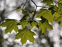 Все ясенелистные клены вырубят в Москве в ближайшие 10 лет