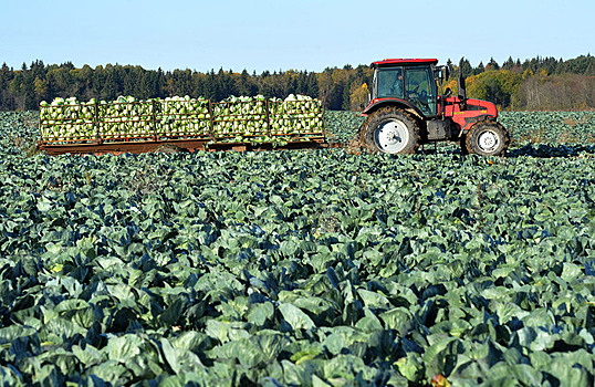 Россия увеличила экспорт агропромышленной продукции в 2022 году