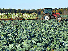 Россия увеличила экспорт агропромышленной продукции в 2022 году