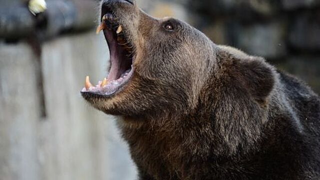 Канадец попытался отбиться от медведя луком и стрелами