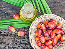 Развеяны мифы о вреде пальмового масла