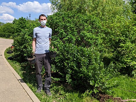 Без изъянов. В парке 50-летия Октября восстанавливают зеленую изгородь