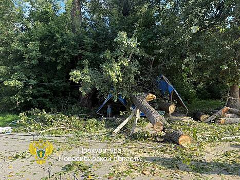 Огромное дерево рухнуло на остановку "Затон" в Новосибирске: пострадали три человека