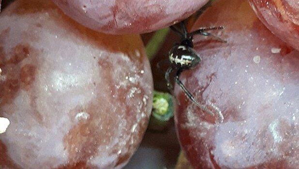 В Протвино девушка обнаружила в купленом винограде паука каракурта