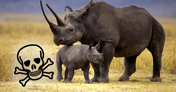 Зоозащитники спасали редких носорогов, но в результате сгубили восемь животных